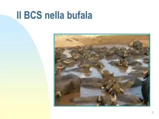 il bcs nella bufala