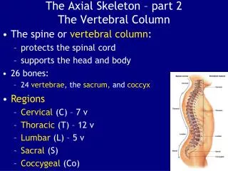 The Axial Skeleton – part 2 The Vertebral Column