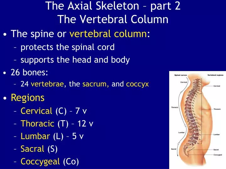 the axial skeleton part 2 the vertebral column