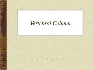 Vertebral Column