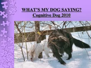 WHAT’S MY DOG SAYING? Cognitive Dog 2010 Carolyn Barney, CPDT