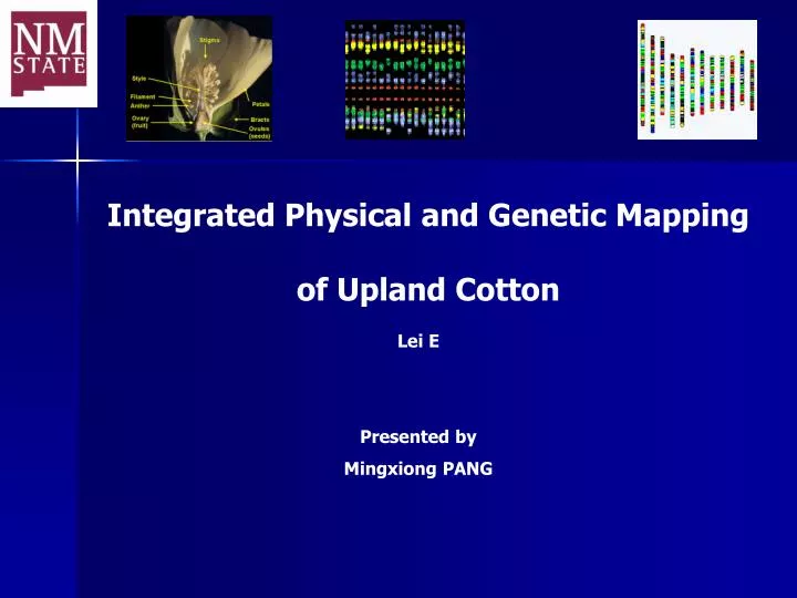 integrated physical and genetic mapping of upland cotton