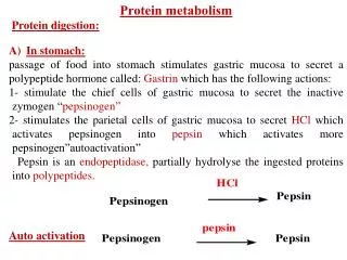 Protein metabolism Protein digestion: In stomach: