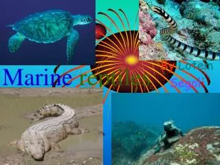 Marine reptiles