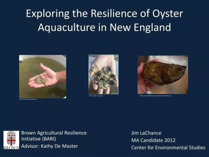 exploring the resilience of oyster aquaculture in new england