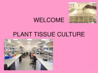 WELCOME PLANT TISSUE CULTURE