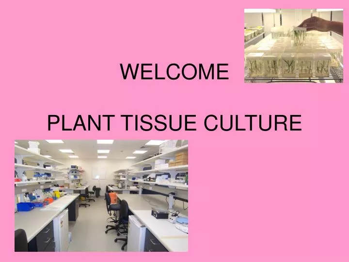welcome plant tissue culture