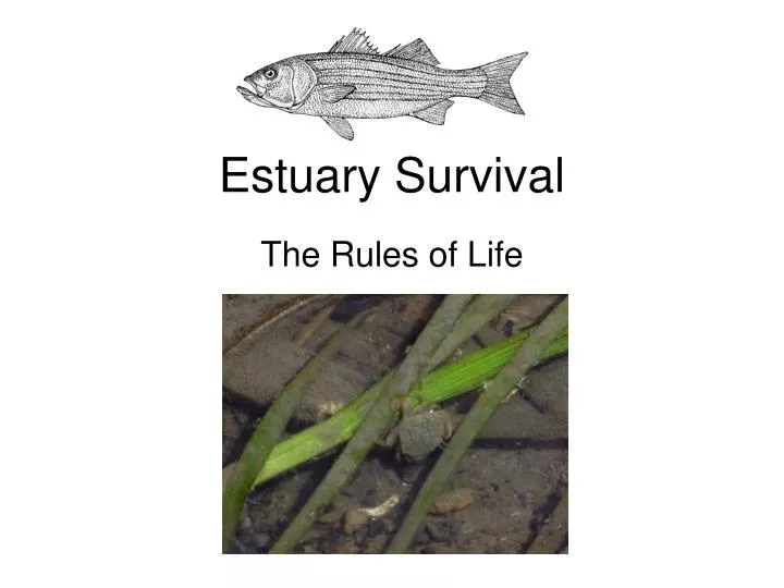 estuary survival