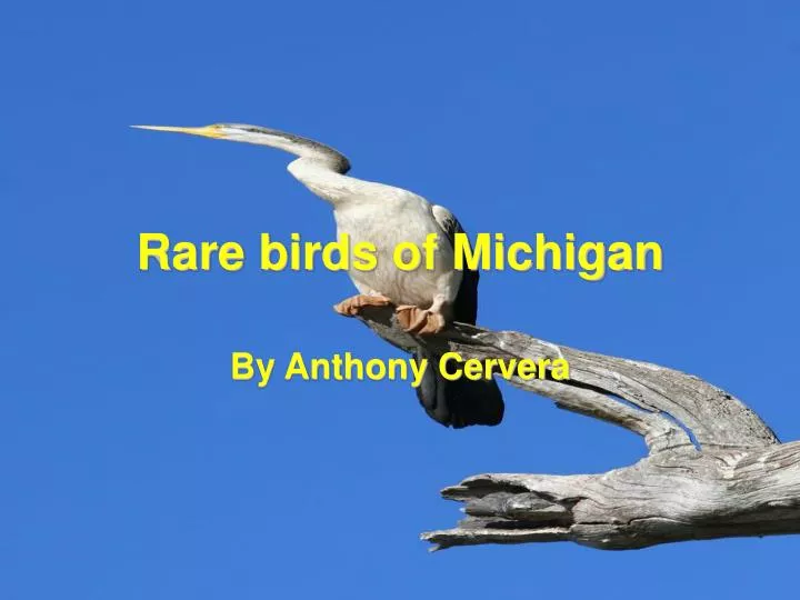 rare birds of michigan