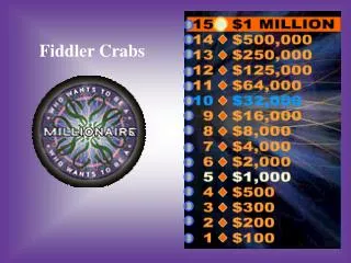 Fiddler Crabs