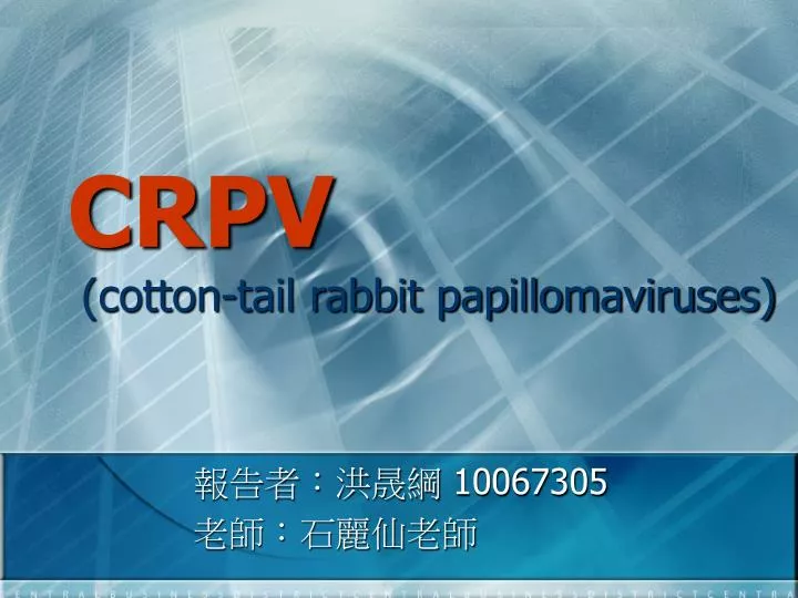 crpv cotton tail rabbit papillomaviruses