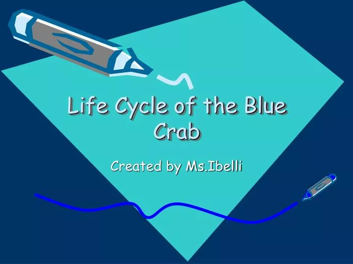 life cycle of the blue crab
