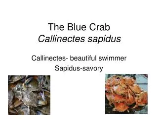 The Blue Crab Callinectes sapidus