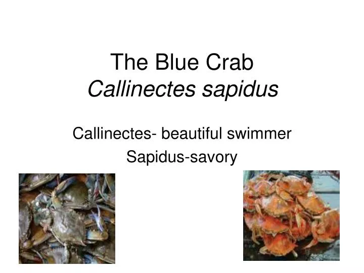 the blue crab callinectes sapidus