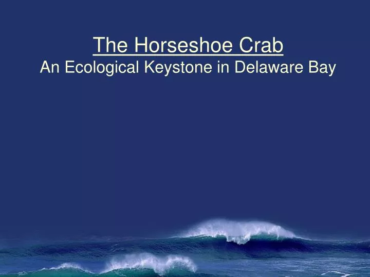 the horseshoe crab an ecological keystone in delaware bay