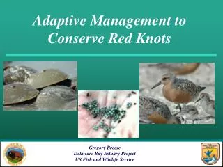 Adaptive Management to Conserve Red Knots