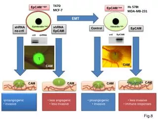 Cytokeratin high