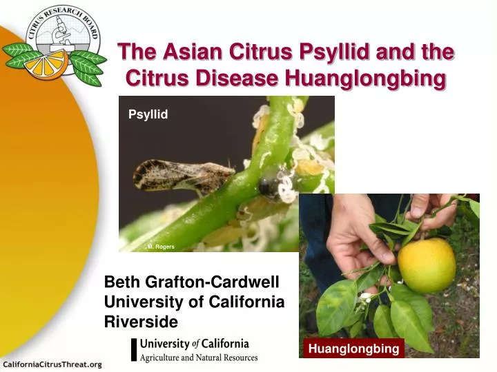 the asian citrus psyllid and the citrus disease huanglongbing