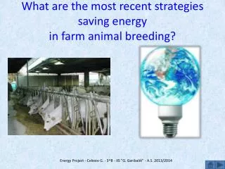 What are the most recent strategies saving energy in farm animal breeding?