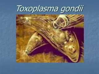 toxoplasma gondii