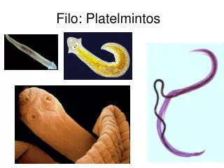 filo platelmintos