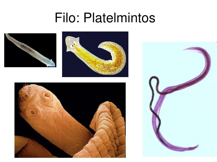 filo platelmintos