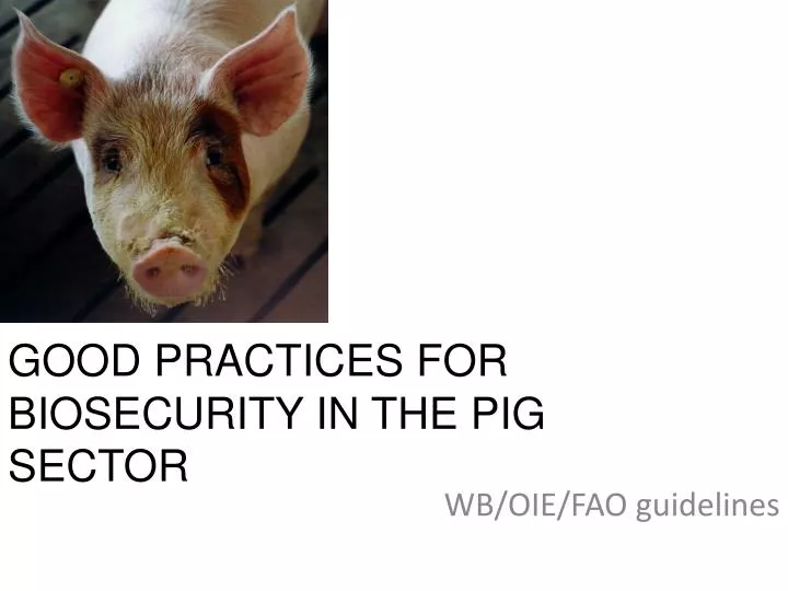 good practices for biosecurity in the pig sector