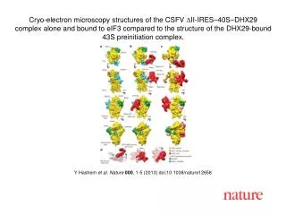 Y Hashem et al. Nature 000 , 1 - 5 (2013) doi:10.1038/nature12658