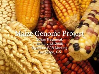 Maize Genome Project
