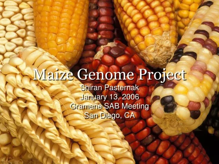 maize genome project