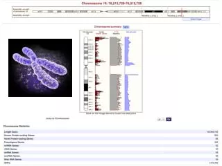 Bioinformatic analysis of chromosome 16.