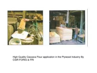 High Quality Cassava Flour application in the Plywood Industry By CSIR FORIG &amp; FRI