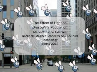The Effect of Light on Drosophila Population