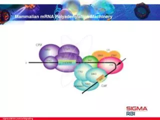 Mammalian mRNA Polyadenylation Machinery