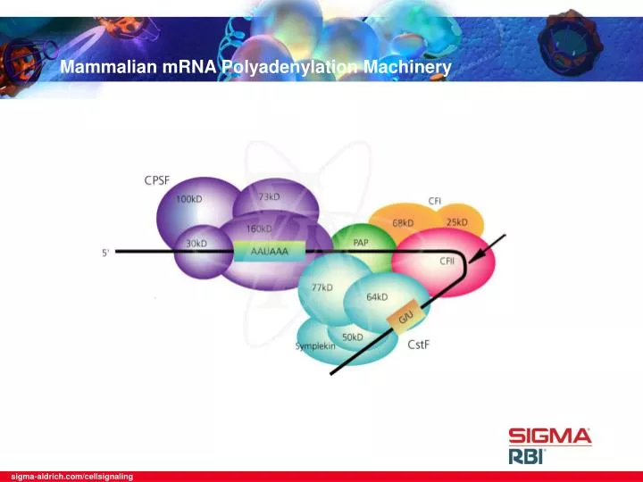 mammalian mrna polyadenylation machinery