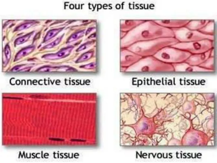 tissues of the body