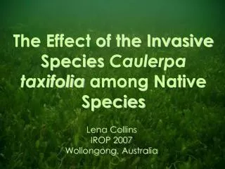 The Effect of the Invasive Species Caulerpa taxifolia among Native Species