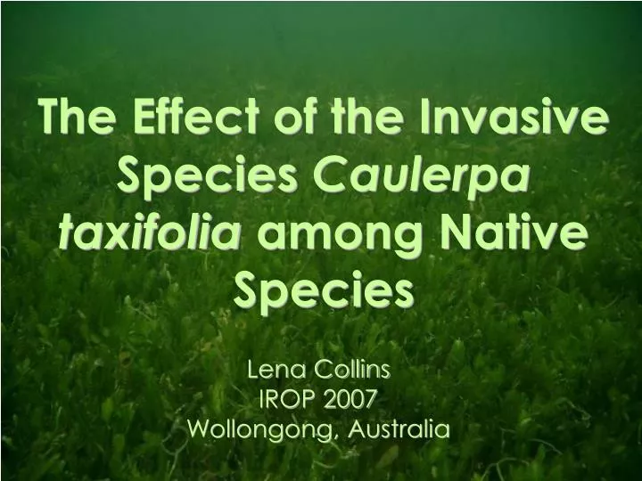 the effect of the invasive species caulerpa taxifolia among native species