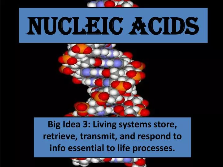 nucleic acids