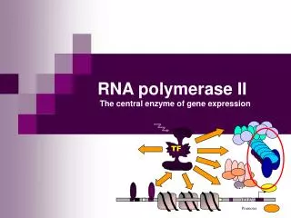 RNA polymerase II The central enzyme of gene expression