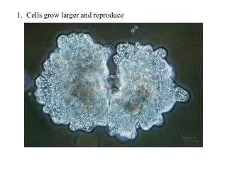 1. Cells grow larger and reproduce
