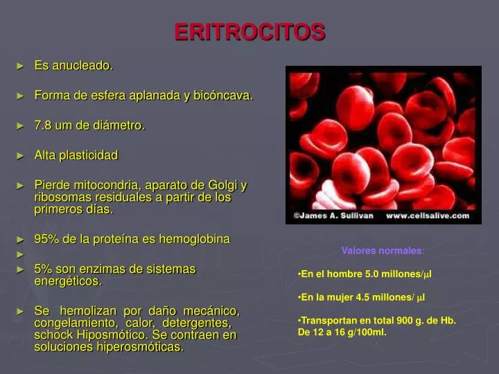 eritrocitos