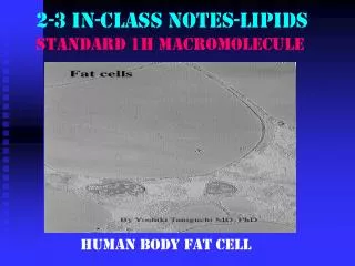 2-3 in-class notes-lipids STANDARD 1h MACROMOLECULE
