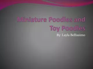 Miniature Poodles and Toy Poodles