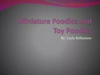 miniature poodles and toy poodles