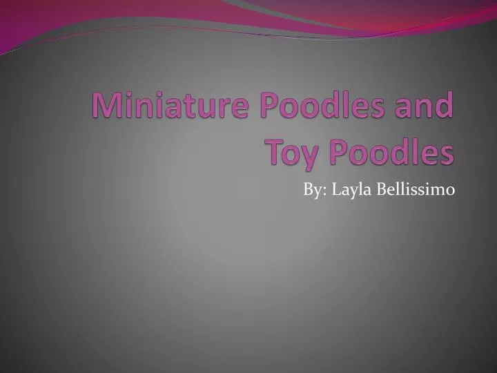 miniature poodles and toy poodles
