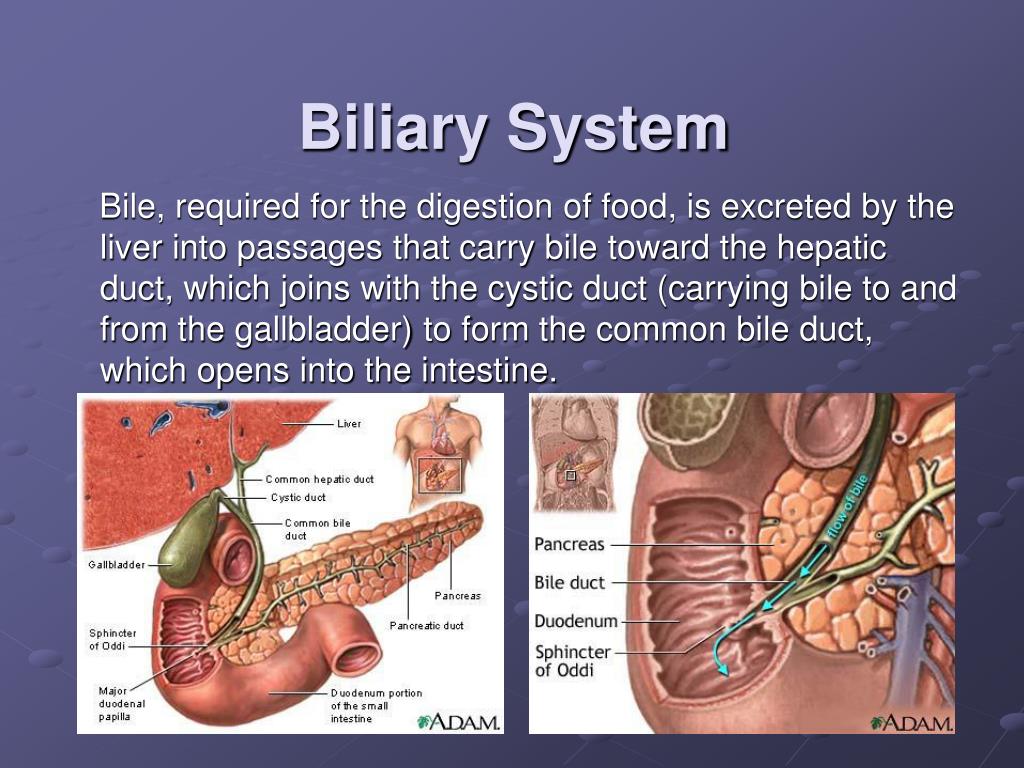 Biliary System Without Labelling PPT - Biliary System PowerPoint Presentation, free download - ID:4010656