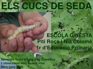 els cucs de seda
