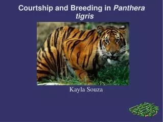 Courtship and Breeding in Panthera tigris