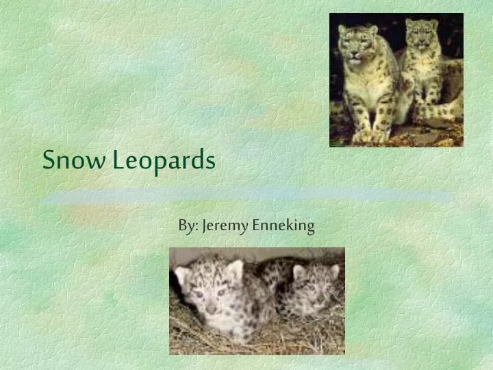 snow leopards